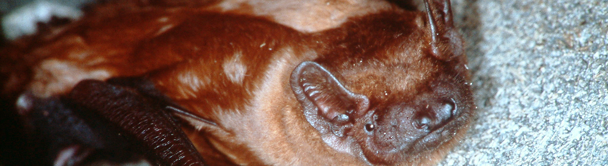 Titelbild Artenschutz