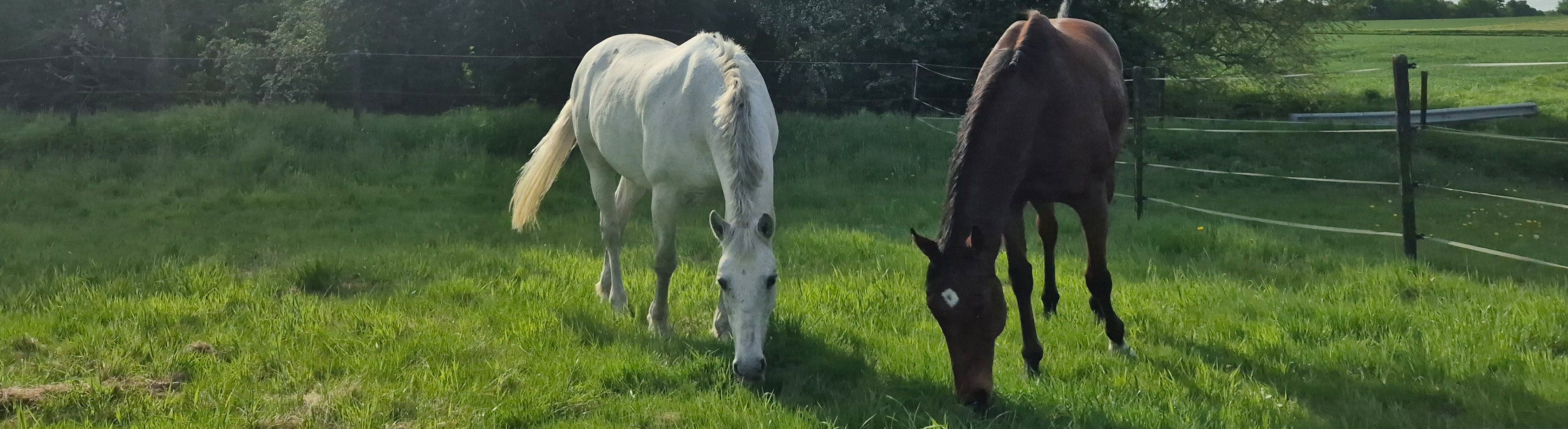 Grünland und Pferdegesundheit