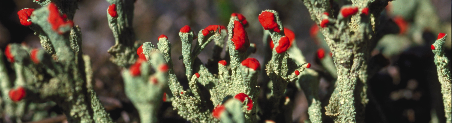 Titelbild Schutzgebiete