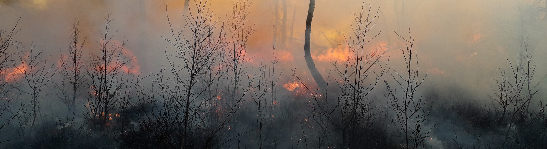 Wenn die Heide brennt