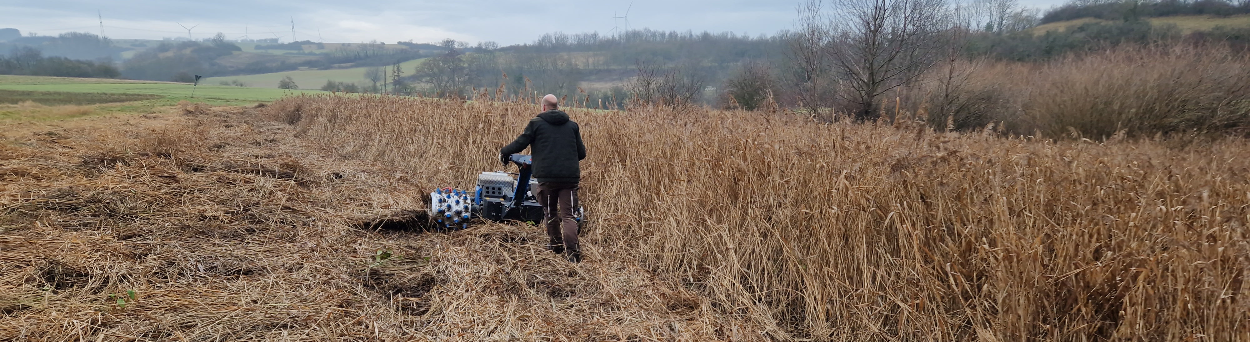 Schilfmahd im Grossen Wesserfeld