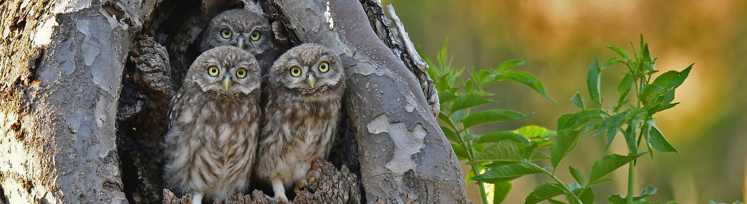 Titelbild Artenschutz