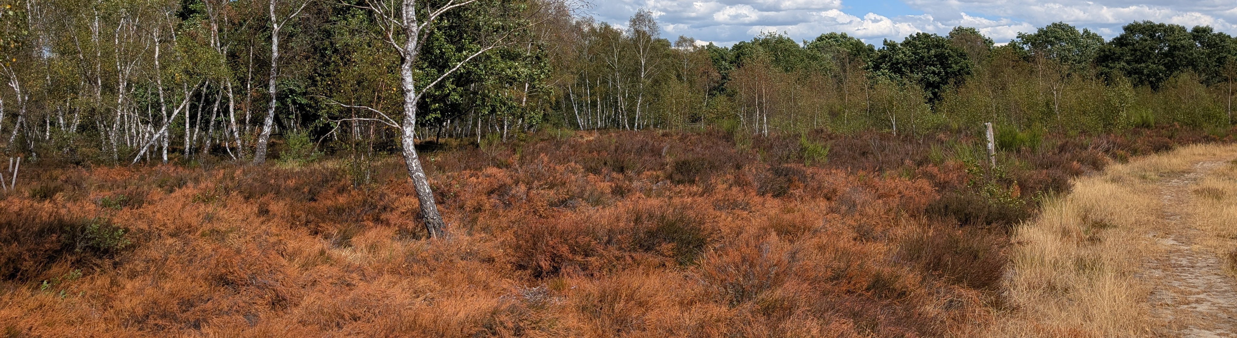 Trockenstress in der Heide