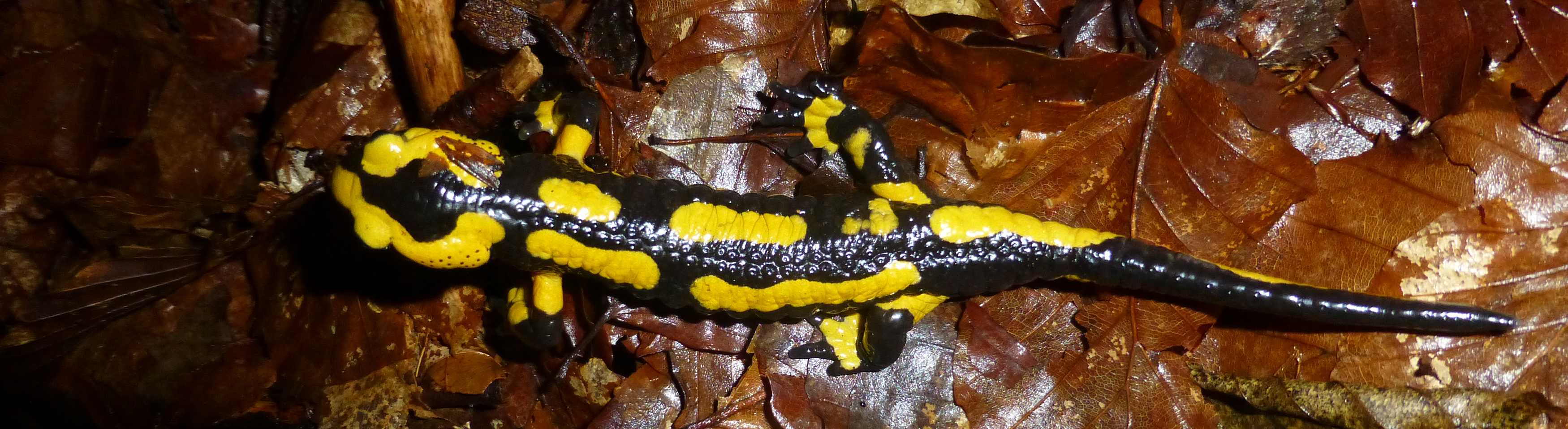 Titelbild Artenschutz