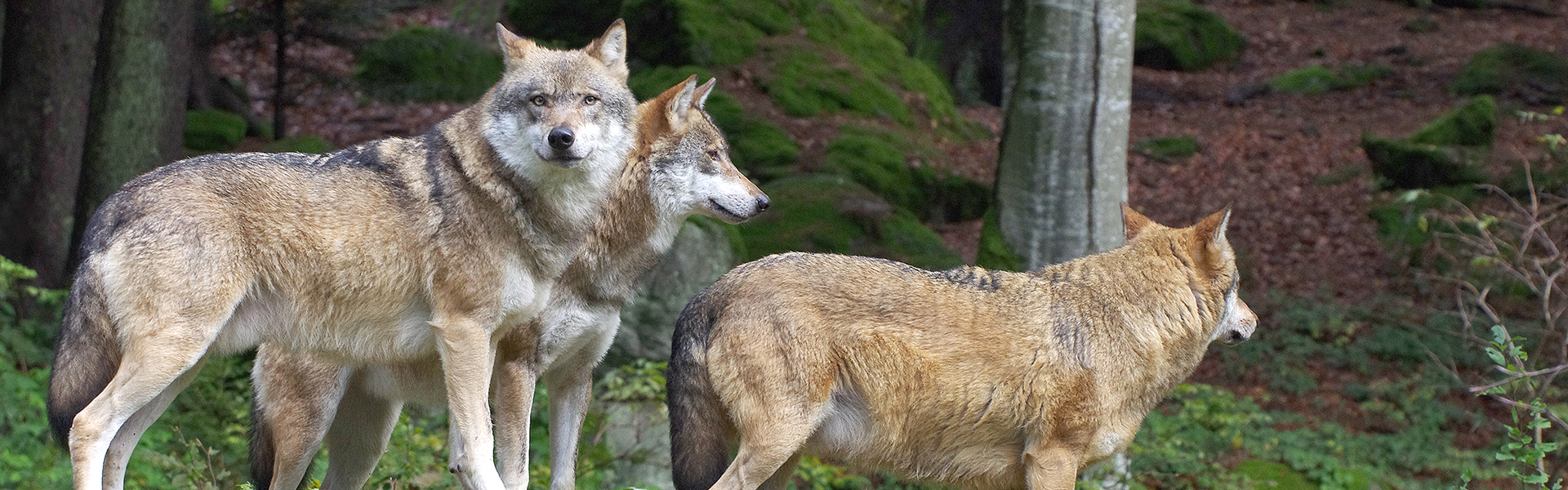 Titelbild Artenschutz