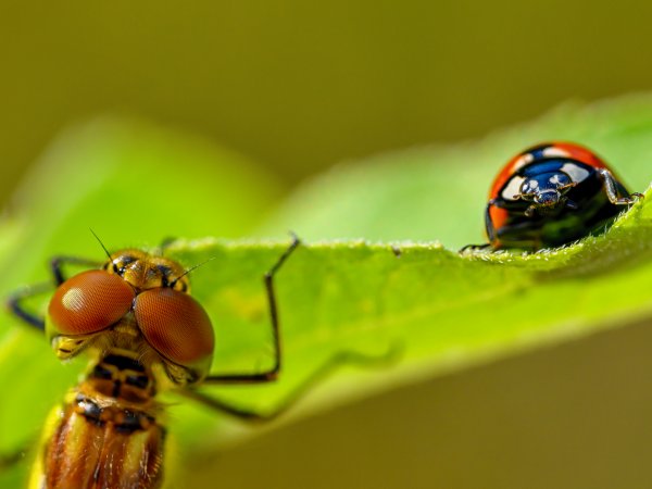Hermann Georg Göbbels: Libelle trifft auf Marienkäfer auf der alten Lucherberger Kippe