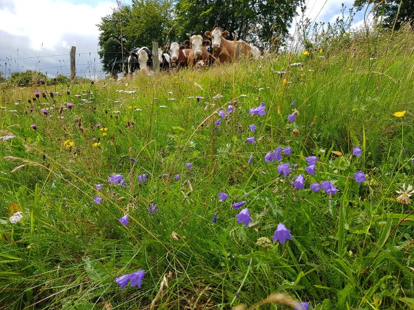 Die initialen Samenmengen verschiedener Wiesenpflanzen (hier im Vordergrund die Rundblättrige Glockenblume) werden zu Projektbeginn auf alten Grünlandstandorten in Naturschutzgebieten der Eifel gesammelt. 