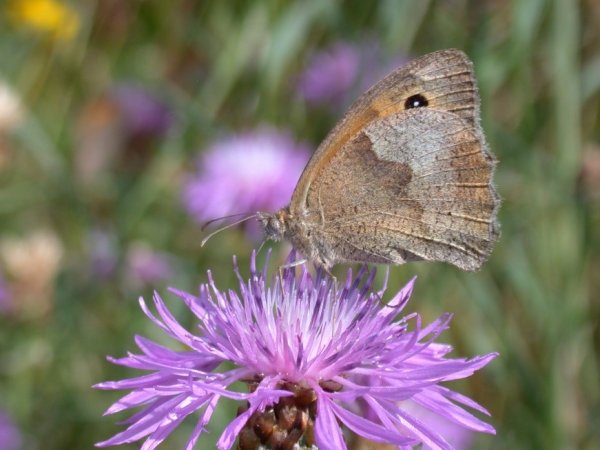 Insekten in der Börde: Großes Ochsenauge auf einer Flockenblume