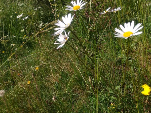 Die initialen Samenmengen verschiedener Wiesenpflanzen (hier im Vordergrund die Wiesen-Margerite) wurden zu Projektbeginn auf alten Grünlandstandorten in Naturschutzgebieten der Eifel gesammelt. 