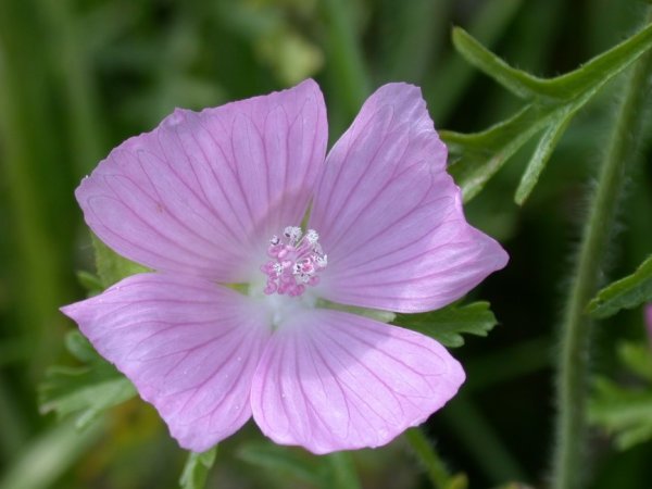 Pflanzen und Gehölze der Börde: Blüte einer Moschusmalve