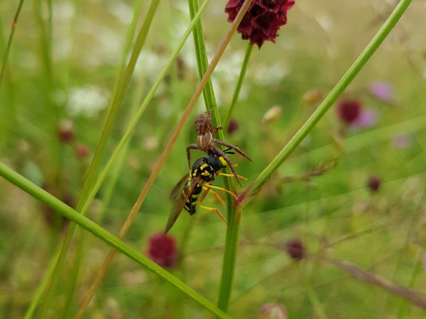 Grabwespe am Großen Wiesenknopf 